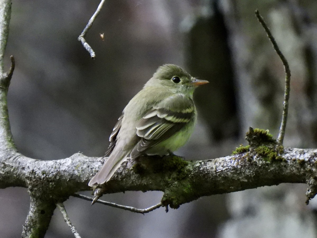 Buchenschnäppertyrann - ML576128151