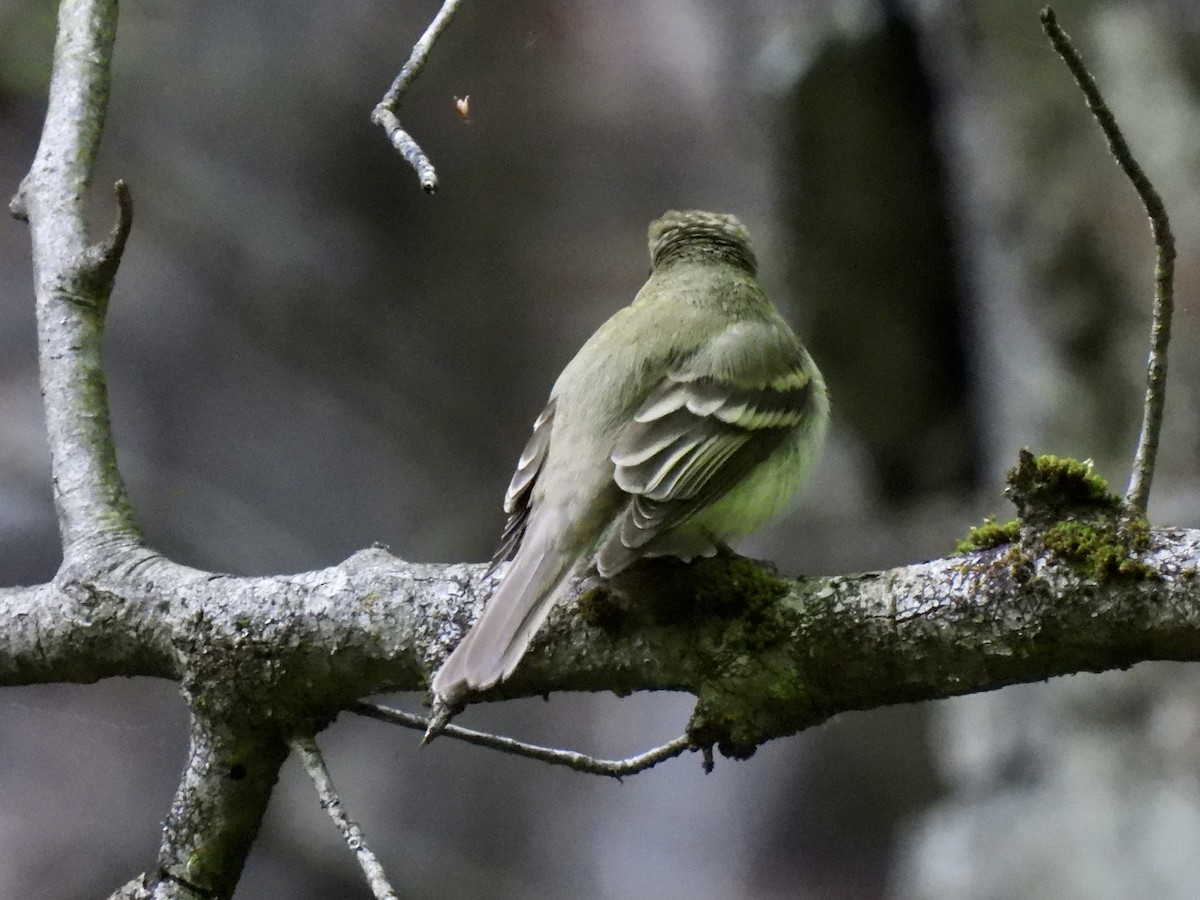 Buchenschnäppertyrann - ML576128161