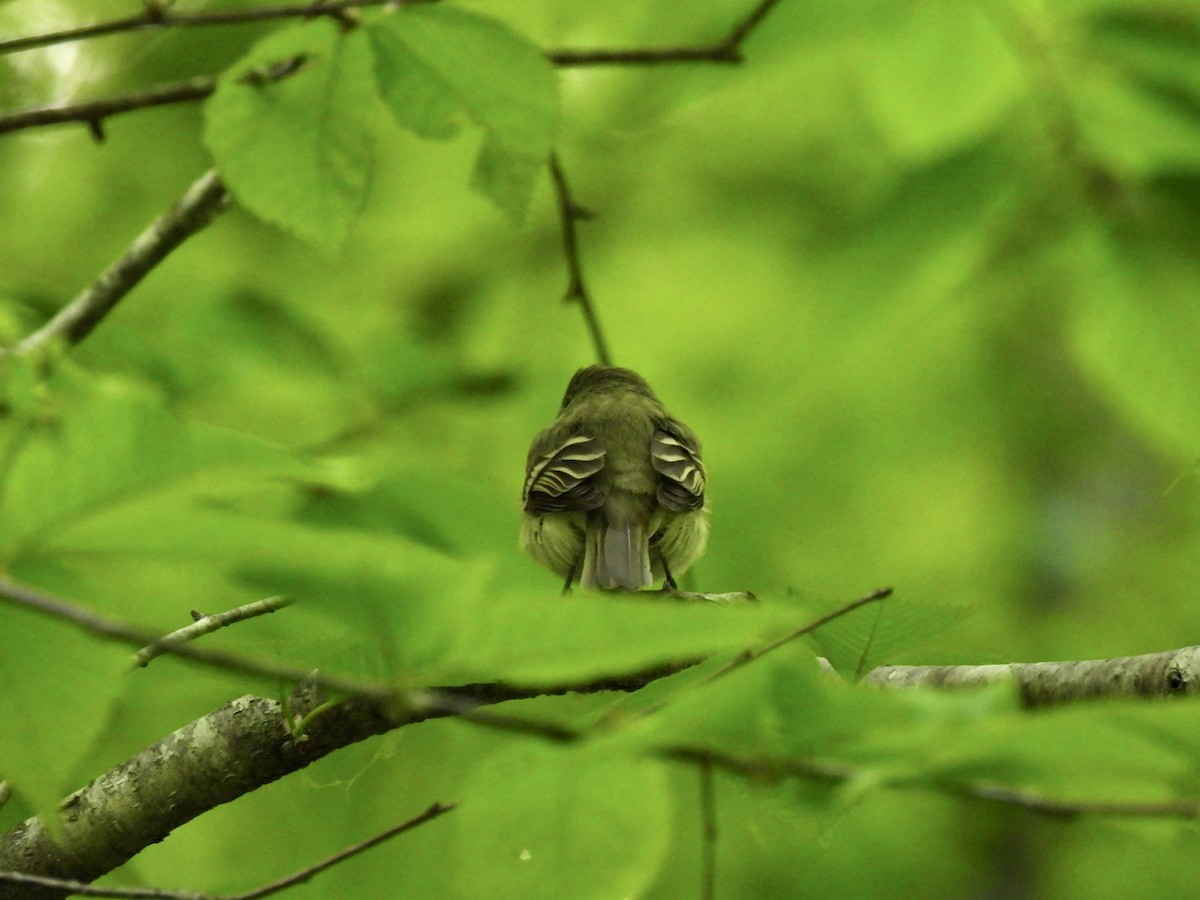 Acadian Flycatcher - ML576128171