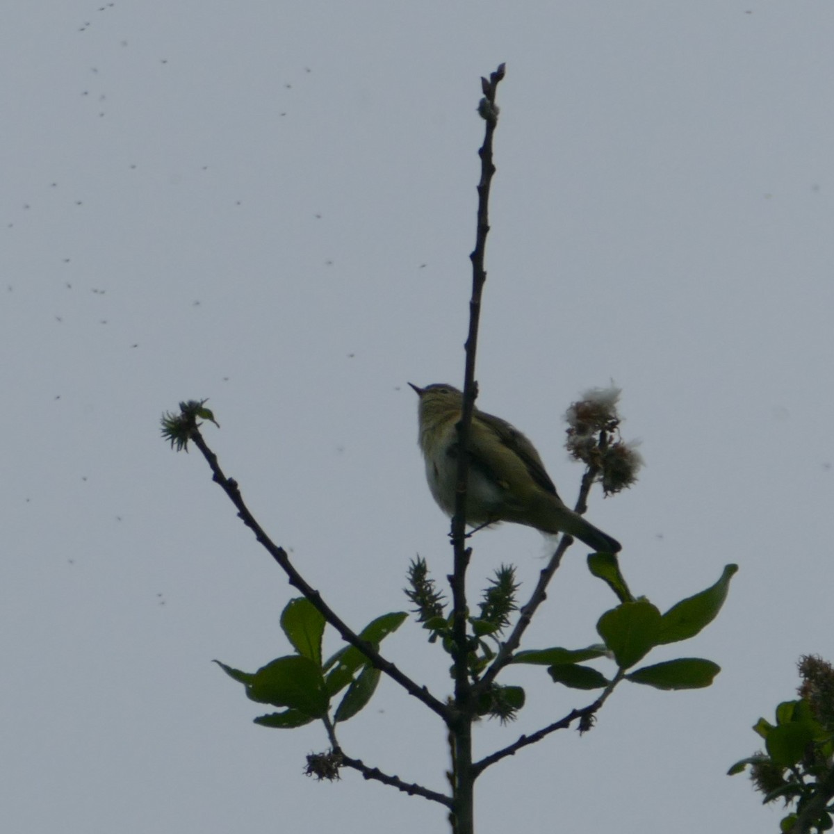 Common Chiffchaff - ML576128301