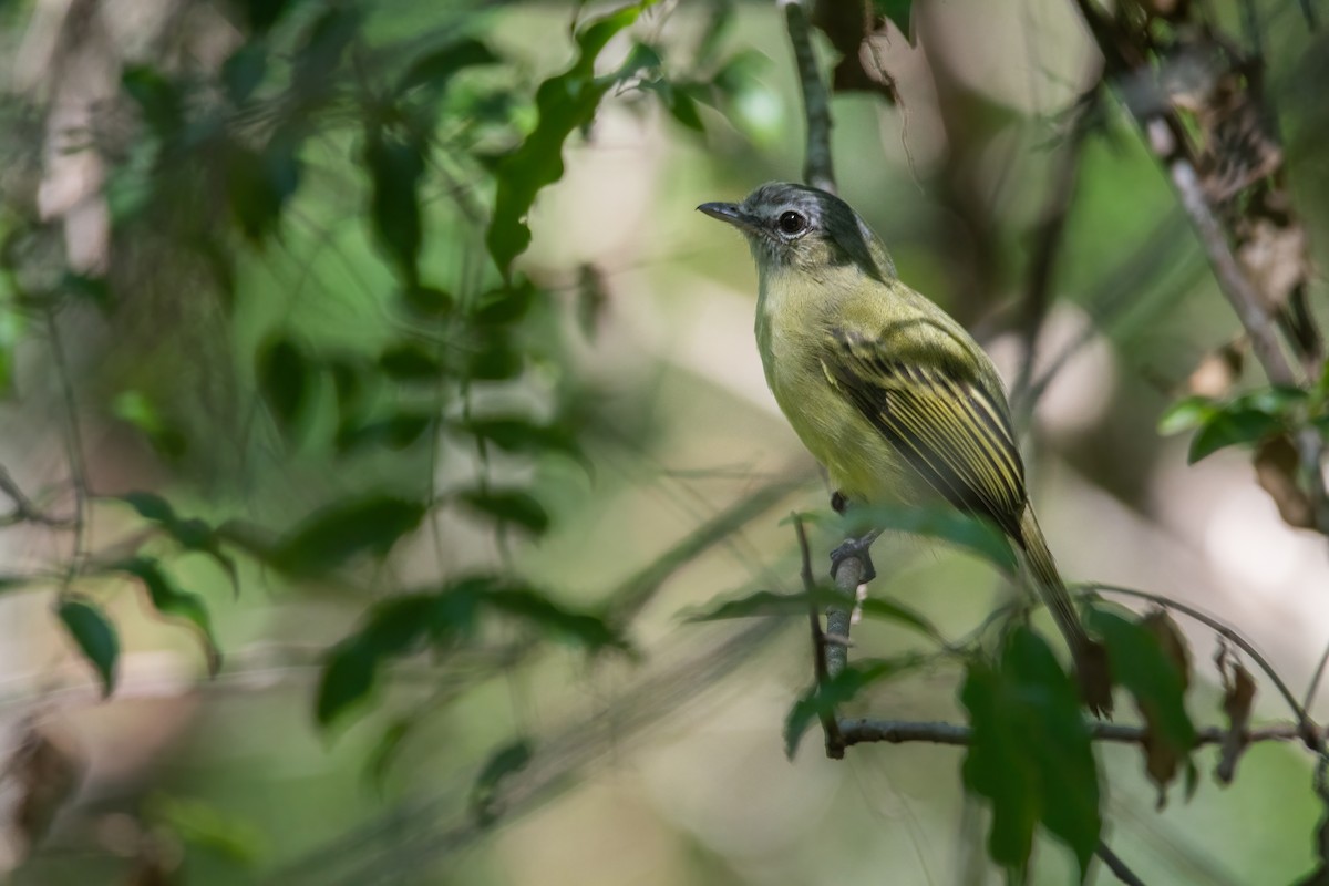 Yellow-olive Flatbill - Pablo Re