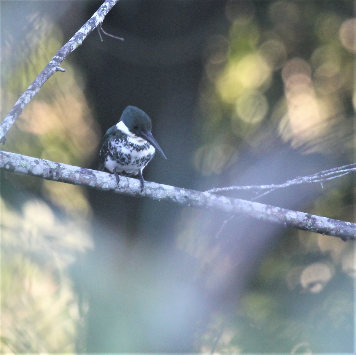 Green Kingfisher - Lydia Friedland