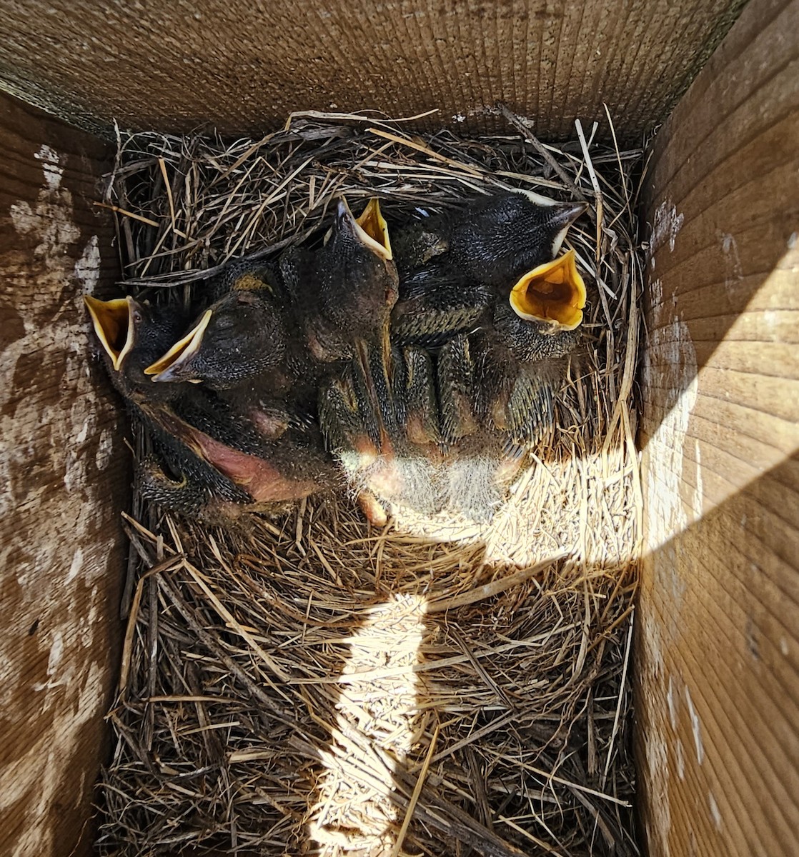 Eastern Bluebird - ML576128951