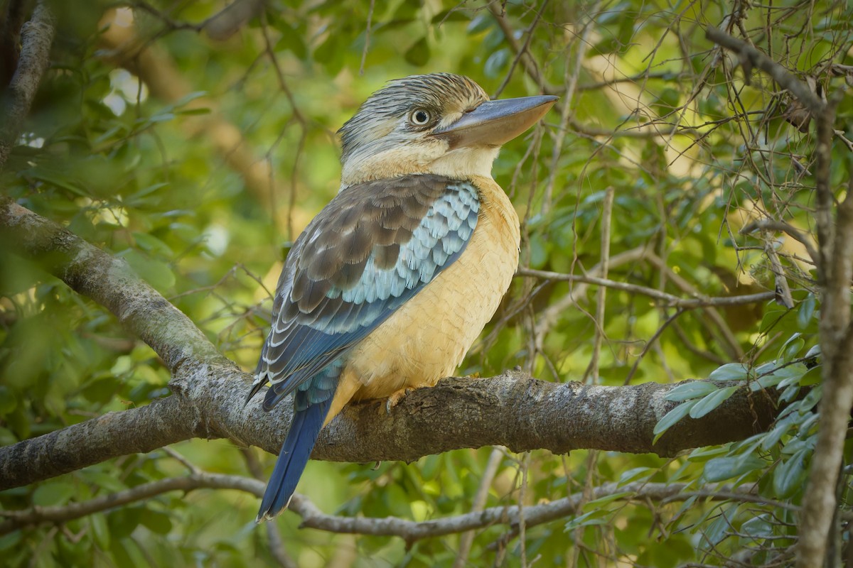 Blue-winged Kookaburra - Heinrich van Zijl