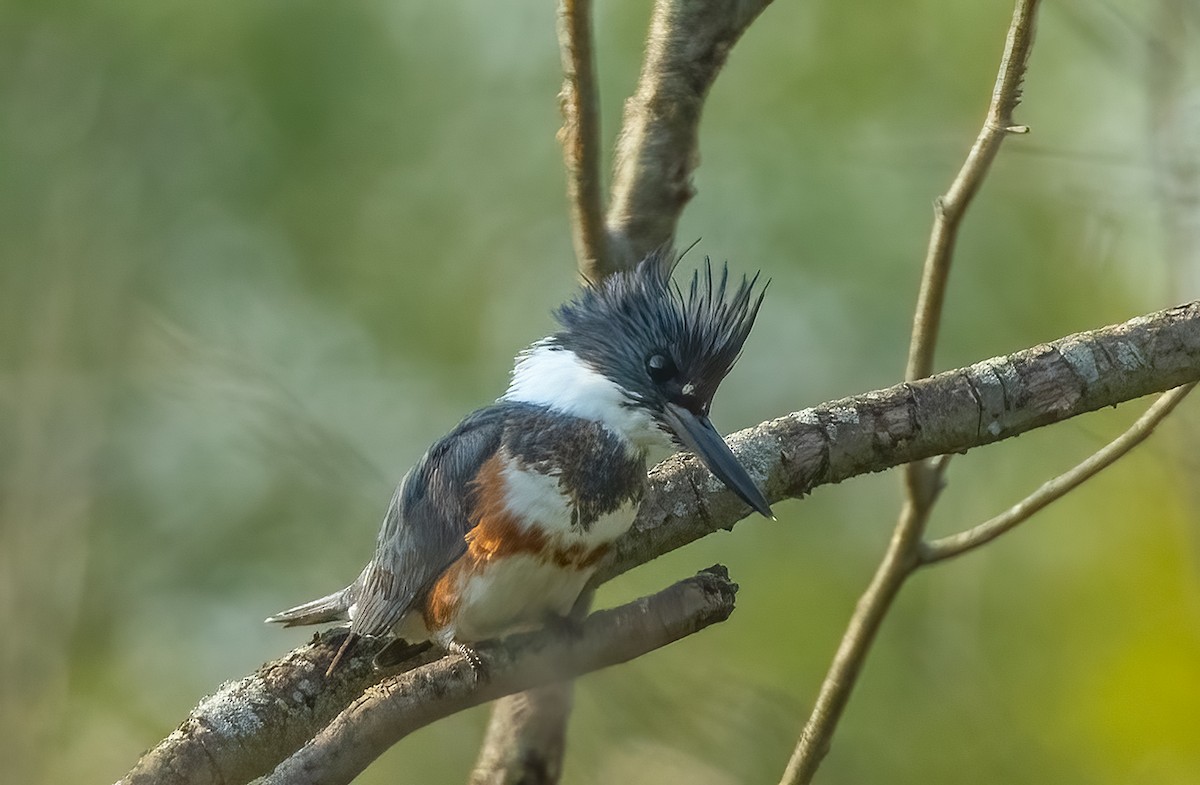 Belted Kingfisher - ML576130741