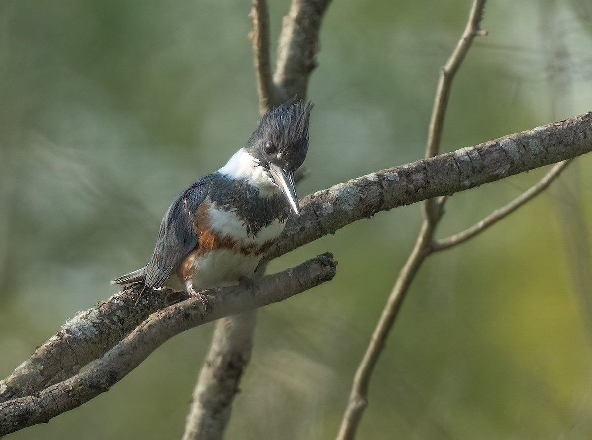 Belted Kingfisher - ML576130751