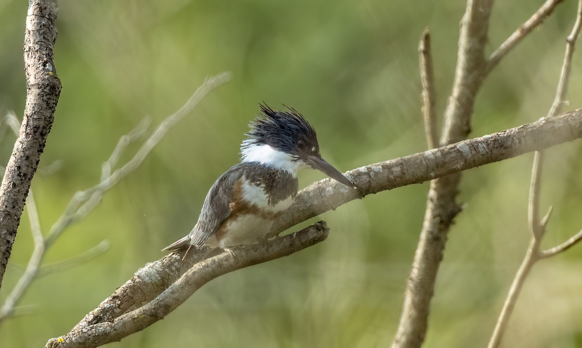 Belted Kingfisher - ML576130761