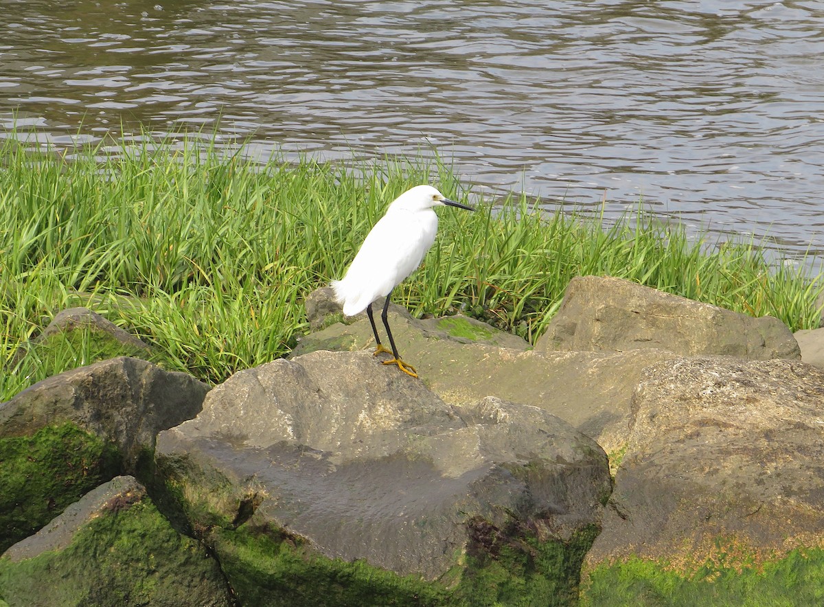 Snowy Egret - ML576132131