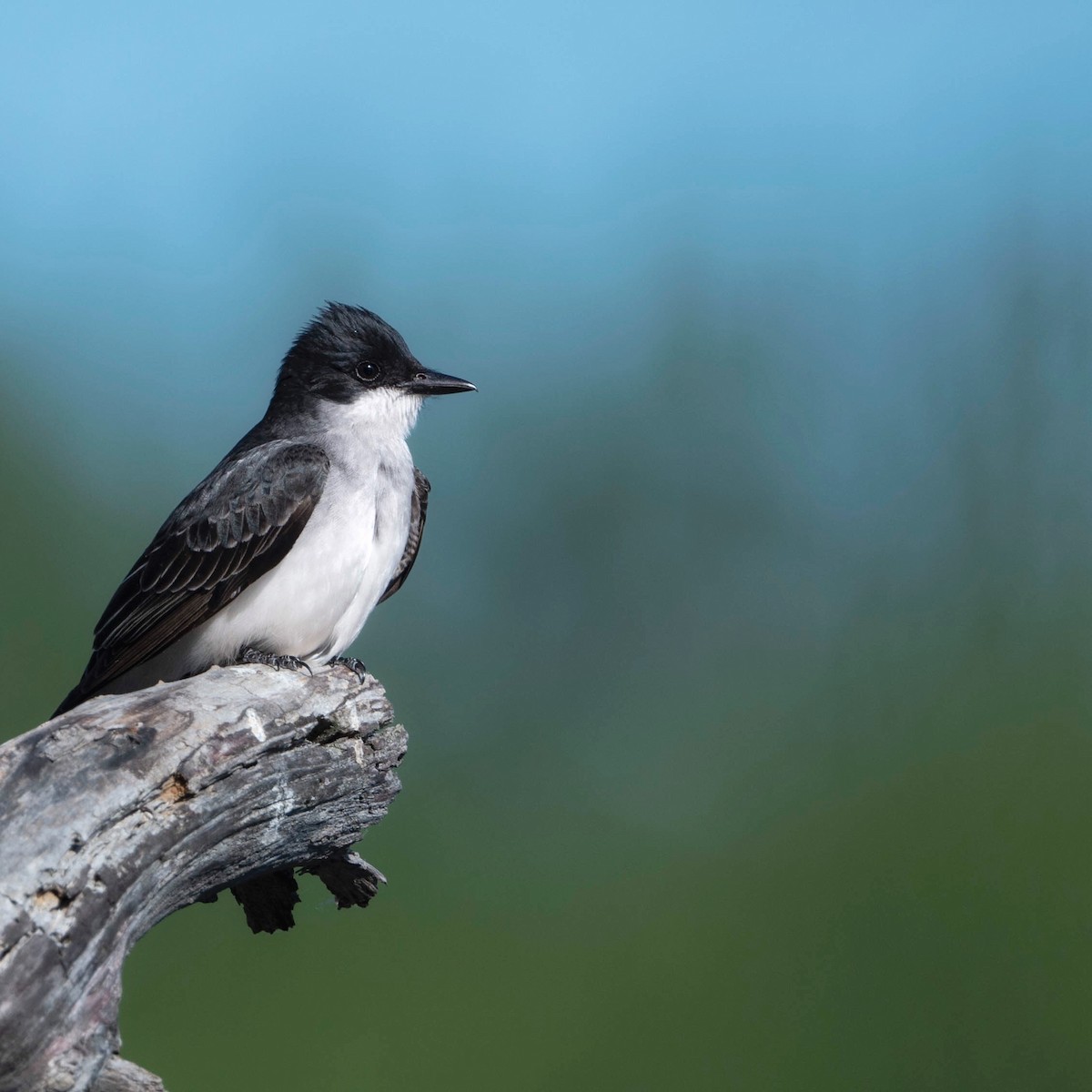 Eastern Kingbird - ML576132601