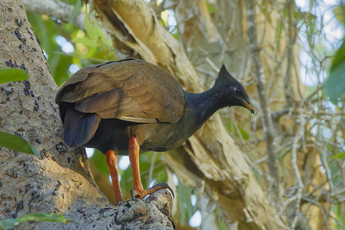 Orange-footed Megapode - Heinrich van Zijl