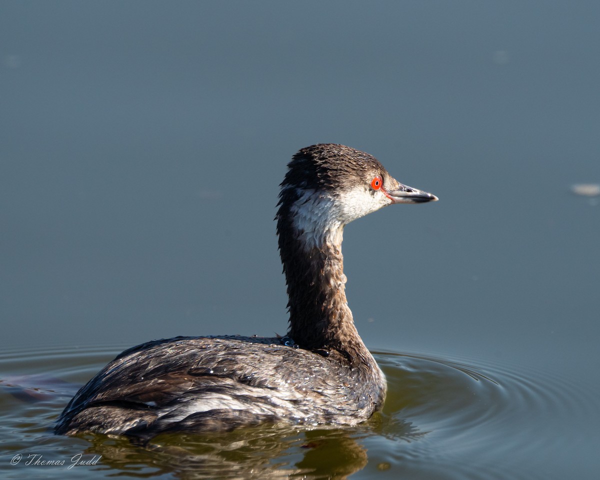 Horned Grebe - ML576133151