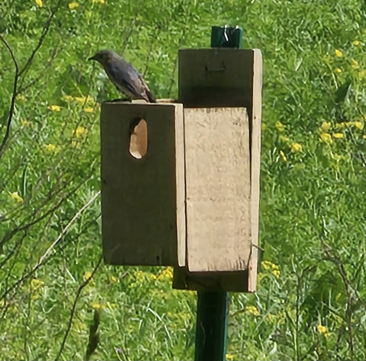 Eastern Bluebird - ML576133581