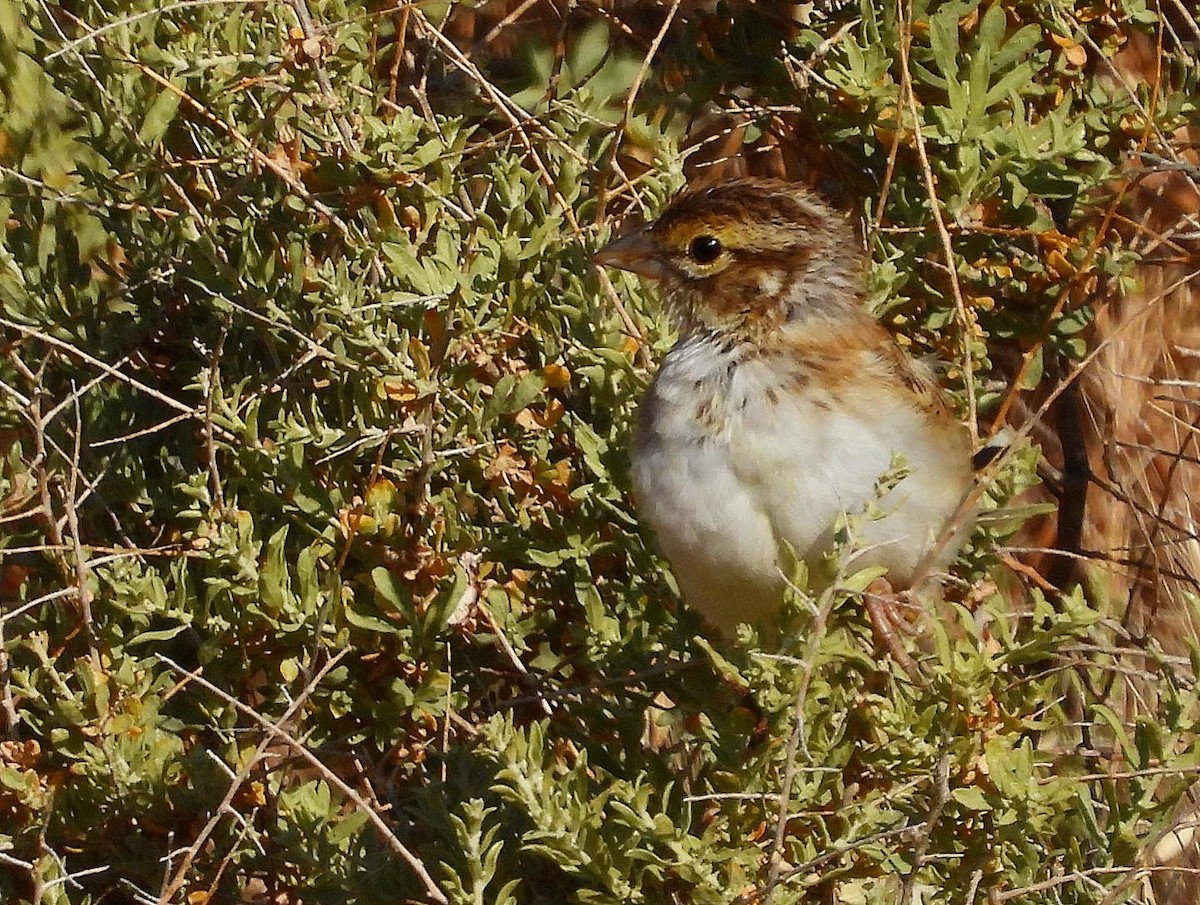 Lark Sparrow - ML576133871