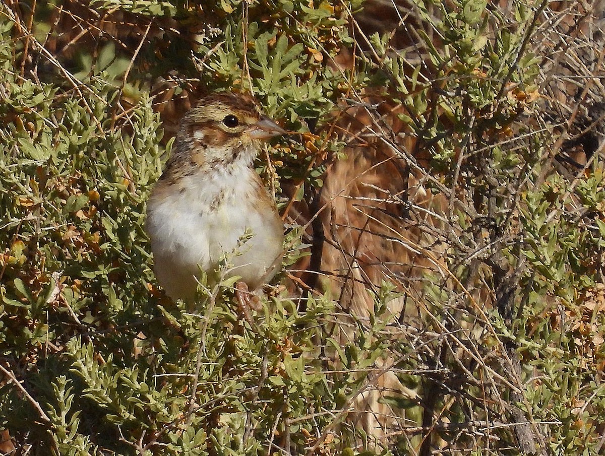 Lark Sparrow - ML576133891