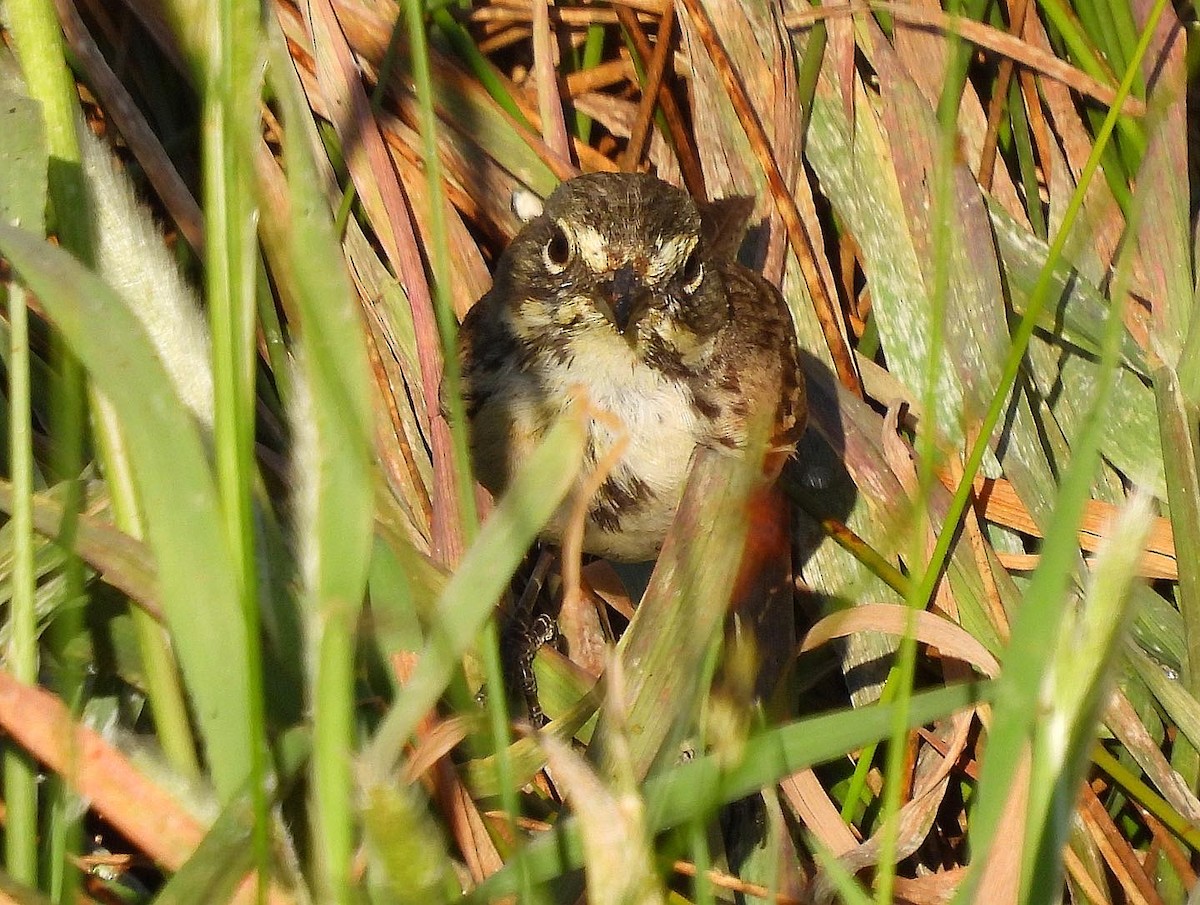 Bell's Sparrow - ML576133981