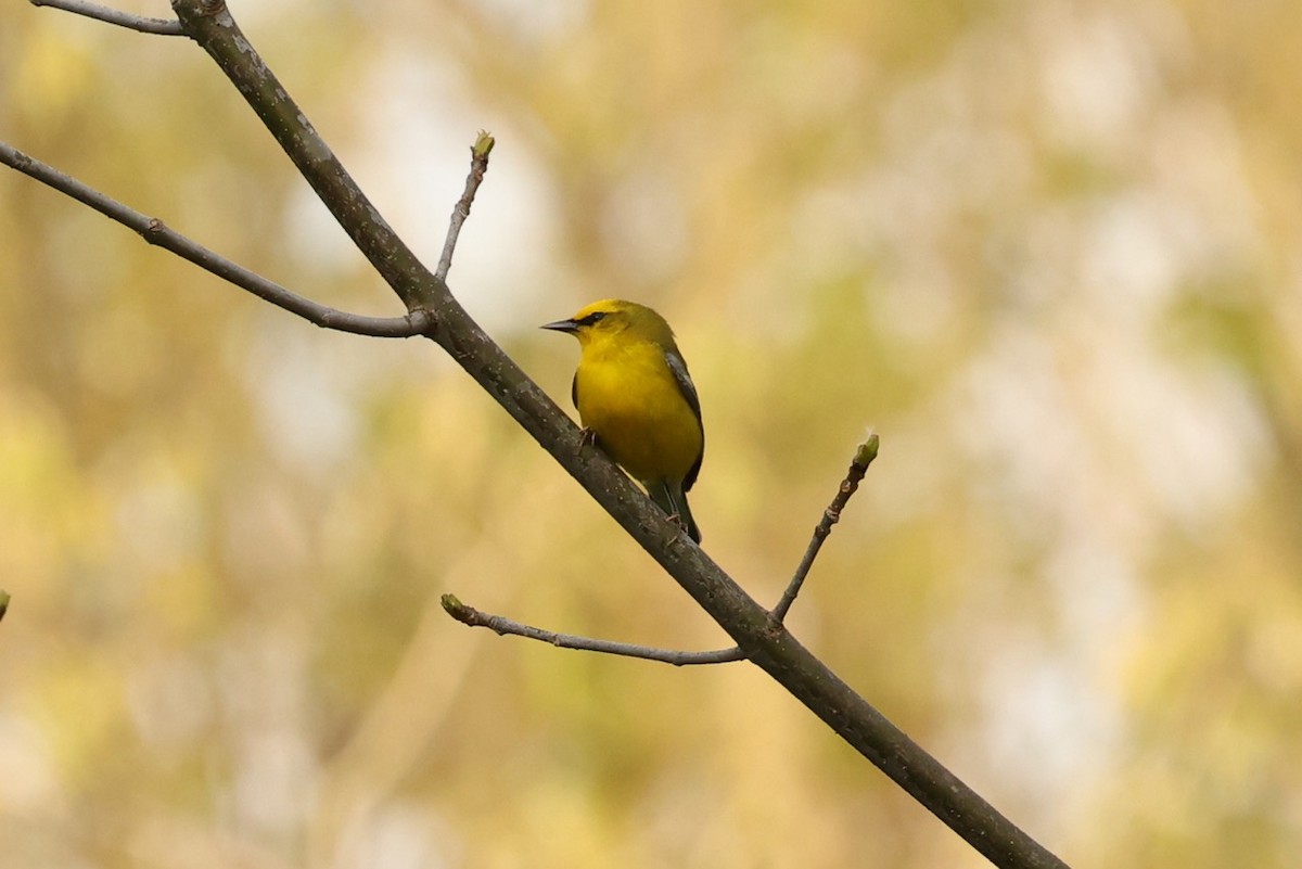 Blue-winged Warbler - Will Krohn