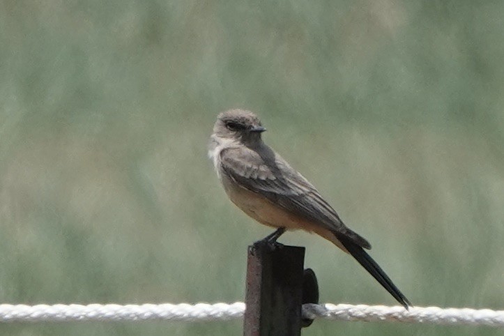 Say's Phoebe - Lee Burke