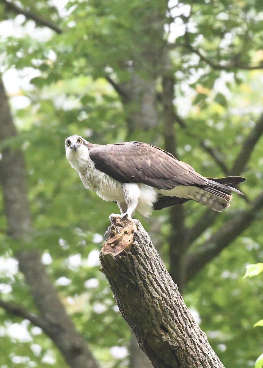 Osprey - Jessica Coss