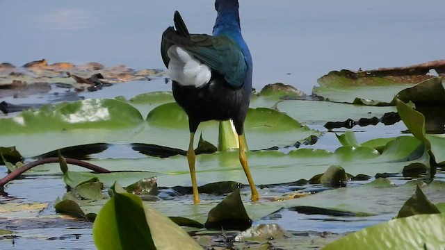 Purple Gallinule - ML576136301