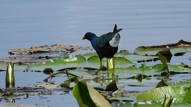 פורפיריה אמריקנית - ML576136311