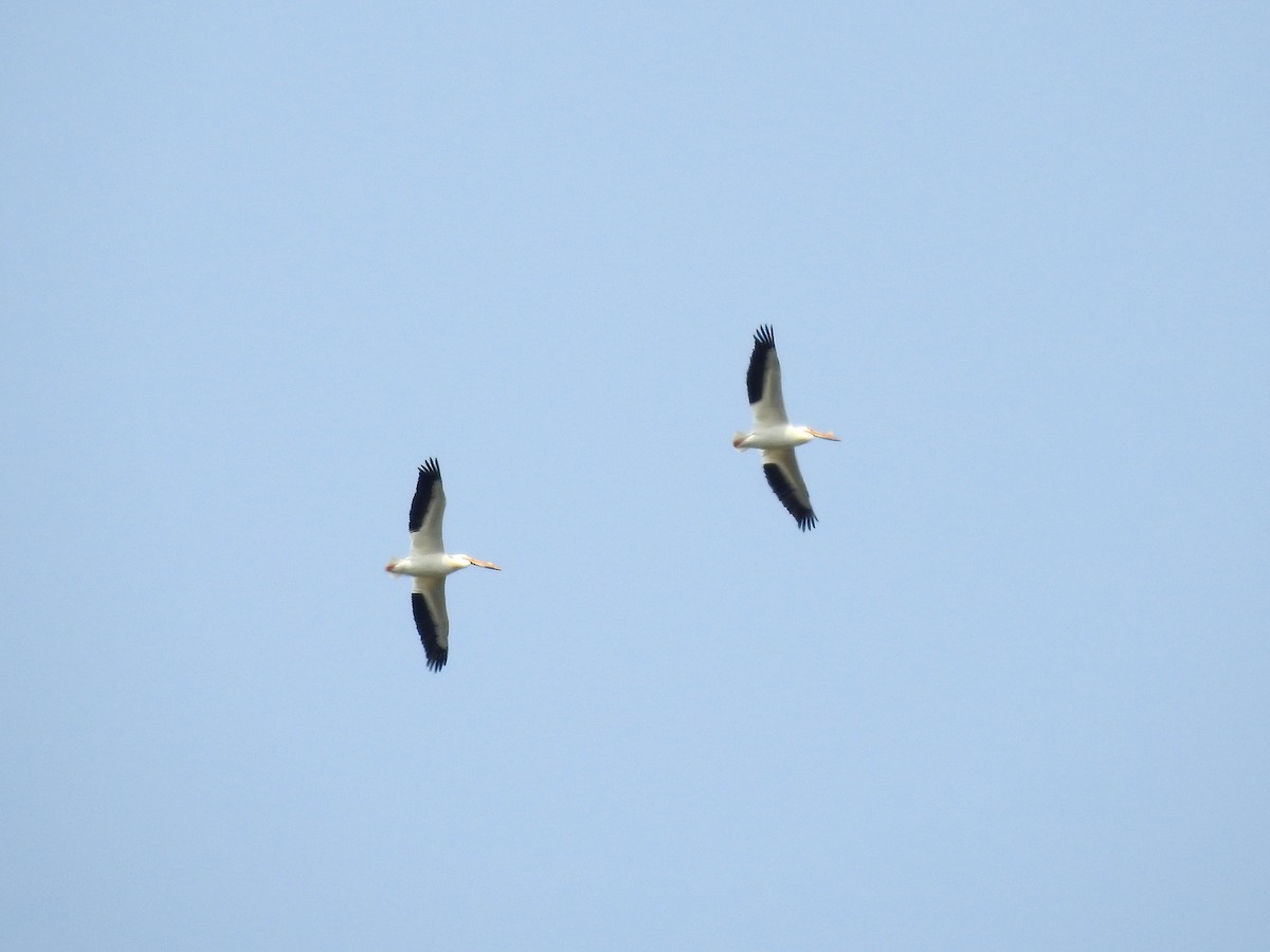 pelikán severoamerický - ML576136951