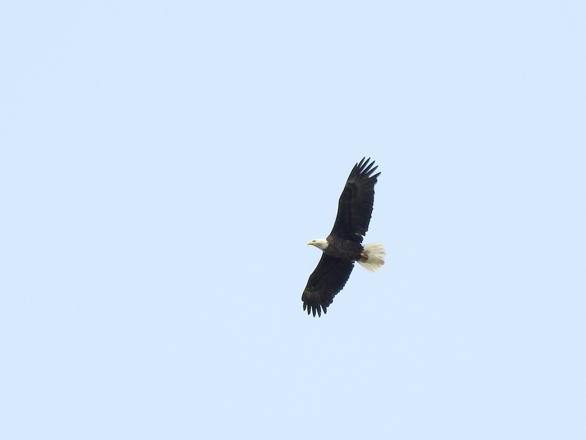 Bald Eagle - ML576137321