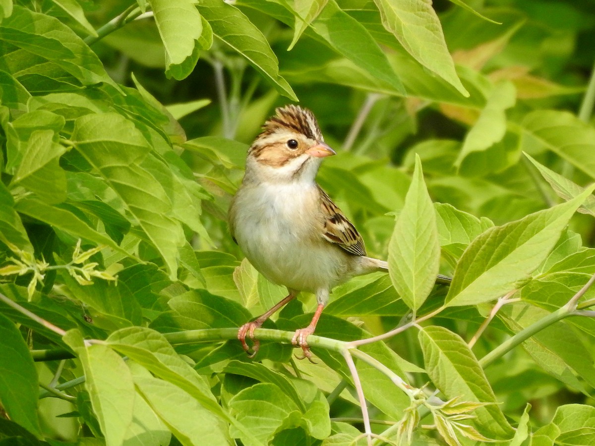 Clay-colored Sparrow - Dan Mason