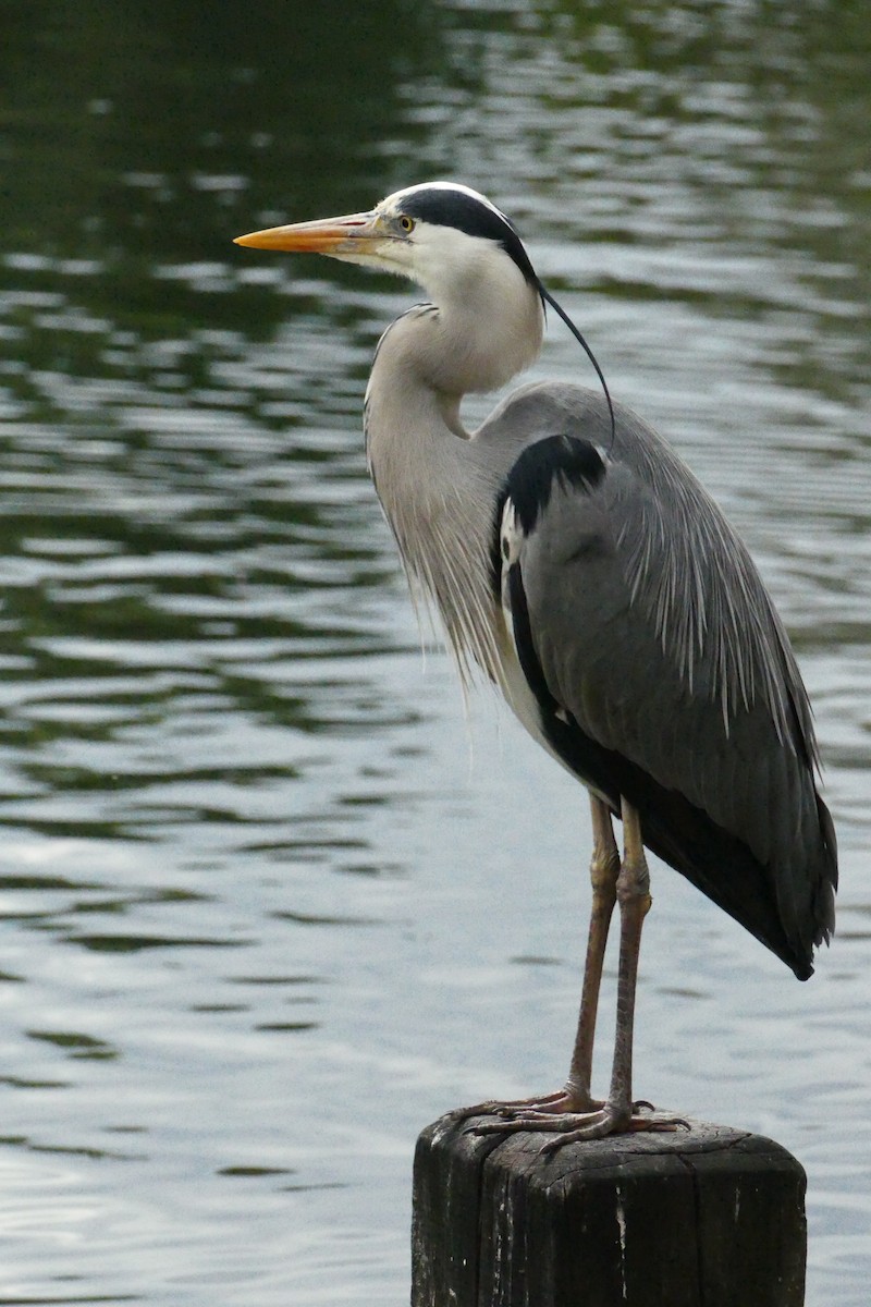 Gray Heron - ML576138501