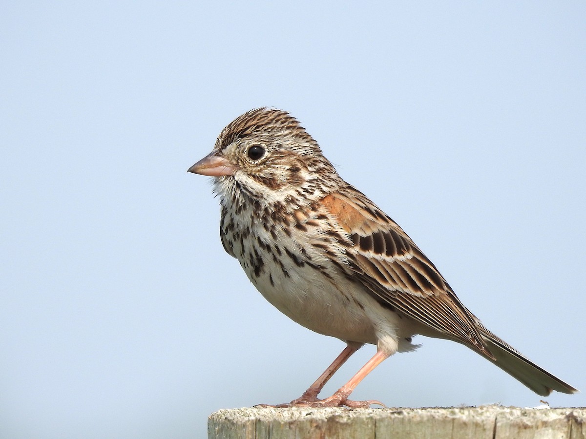 Vesper Sparrow - Dan Mason