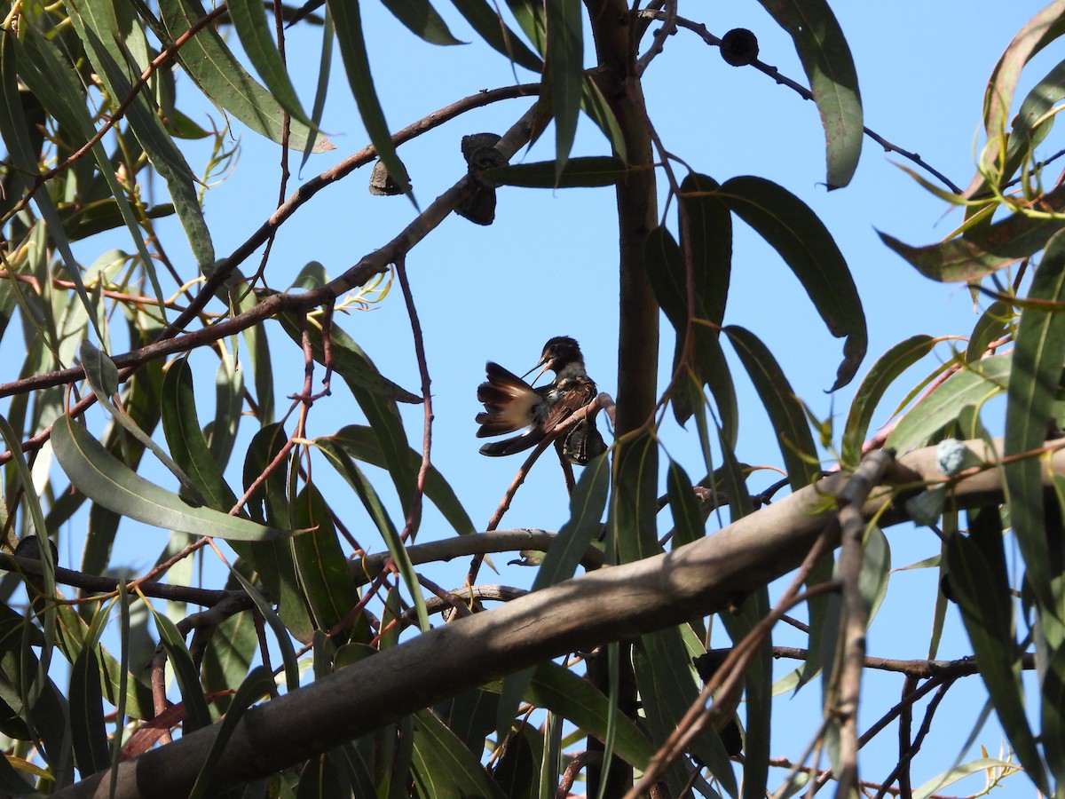 kolibřík maraňónský - ML576139141