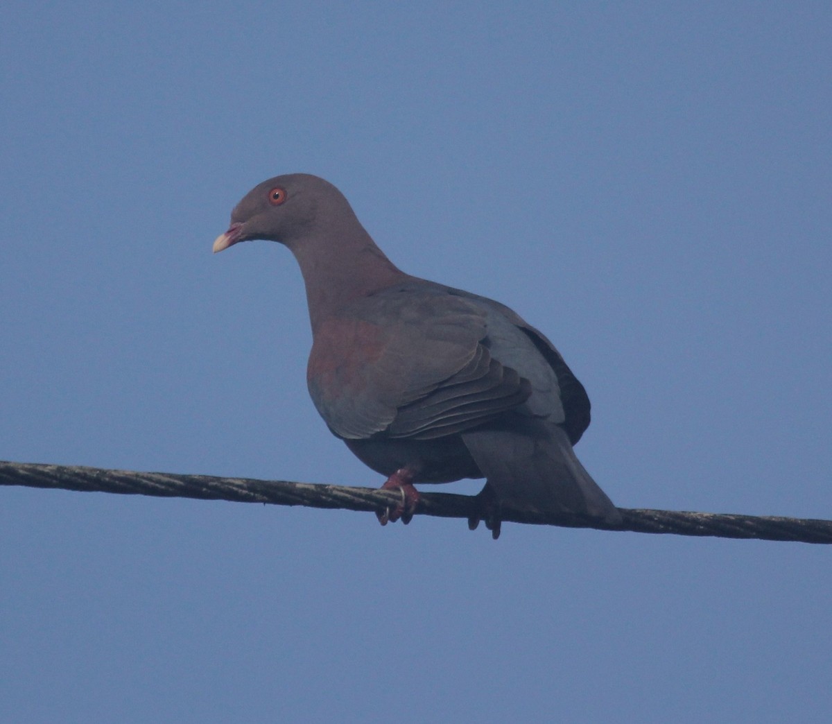 Red-billed Pigeon - Lydia Friedland