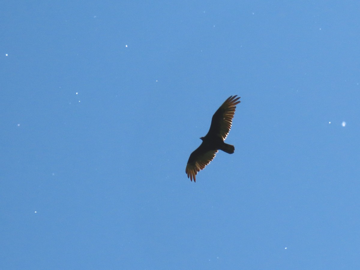 Turkey Vulture - ML576142151