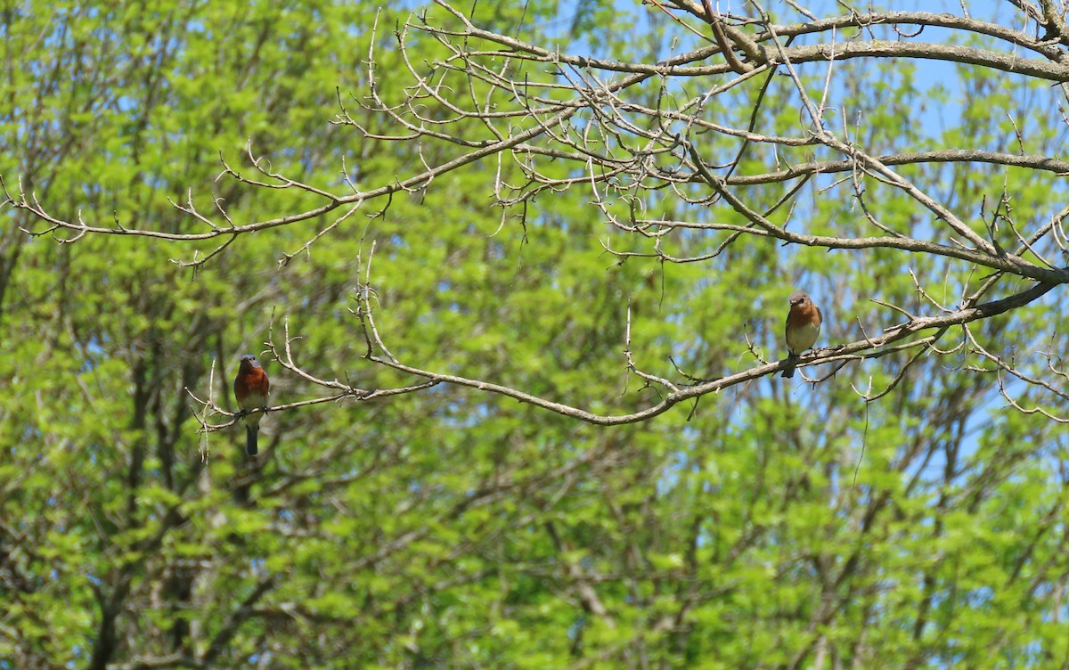 Eastern Bluebird - ML576142331