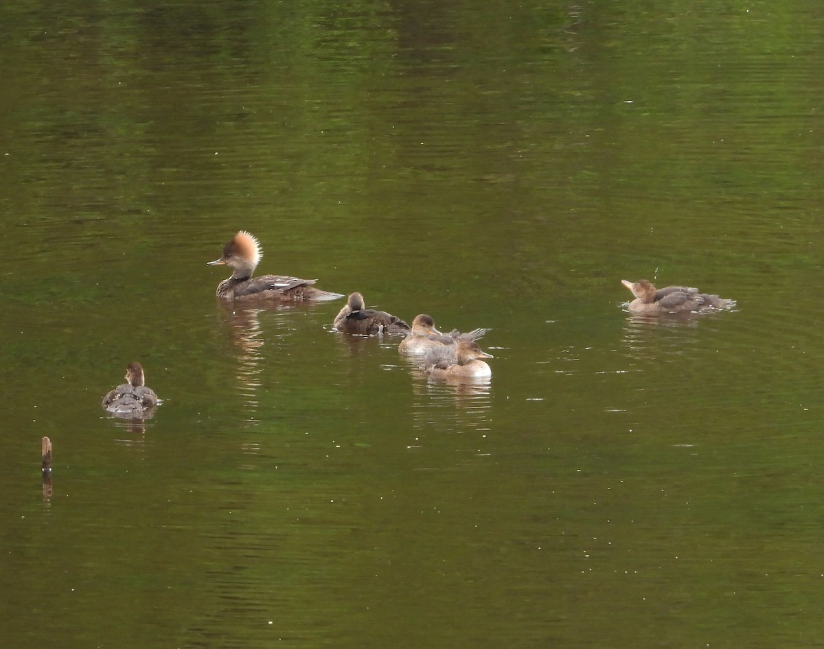 Hooded Merganser - ML576142351