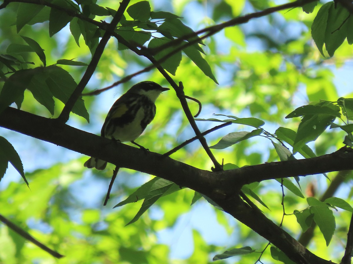 Yellow-rumped Warbler - ML576142401