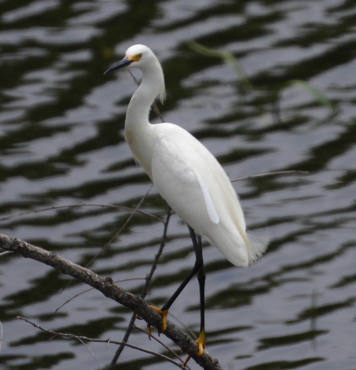 Snowy Egret - ML576142571