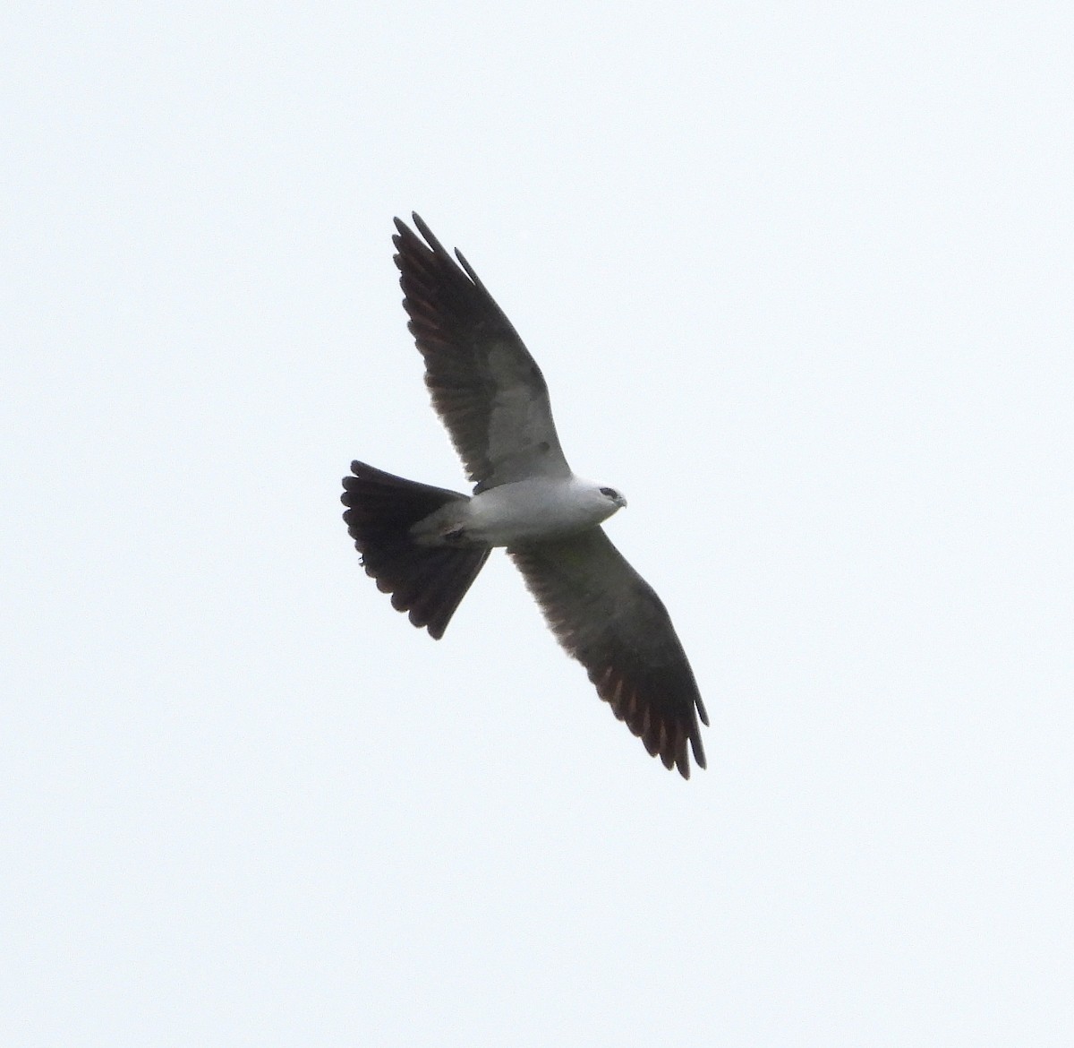 Mississippi Kite - ML576142751