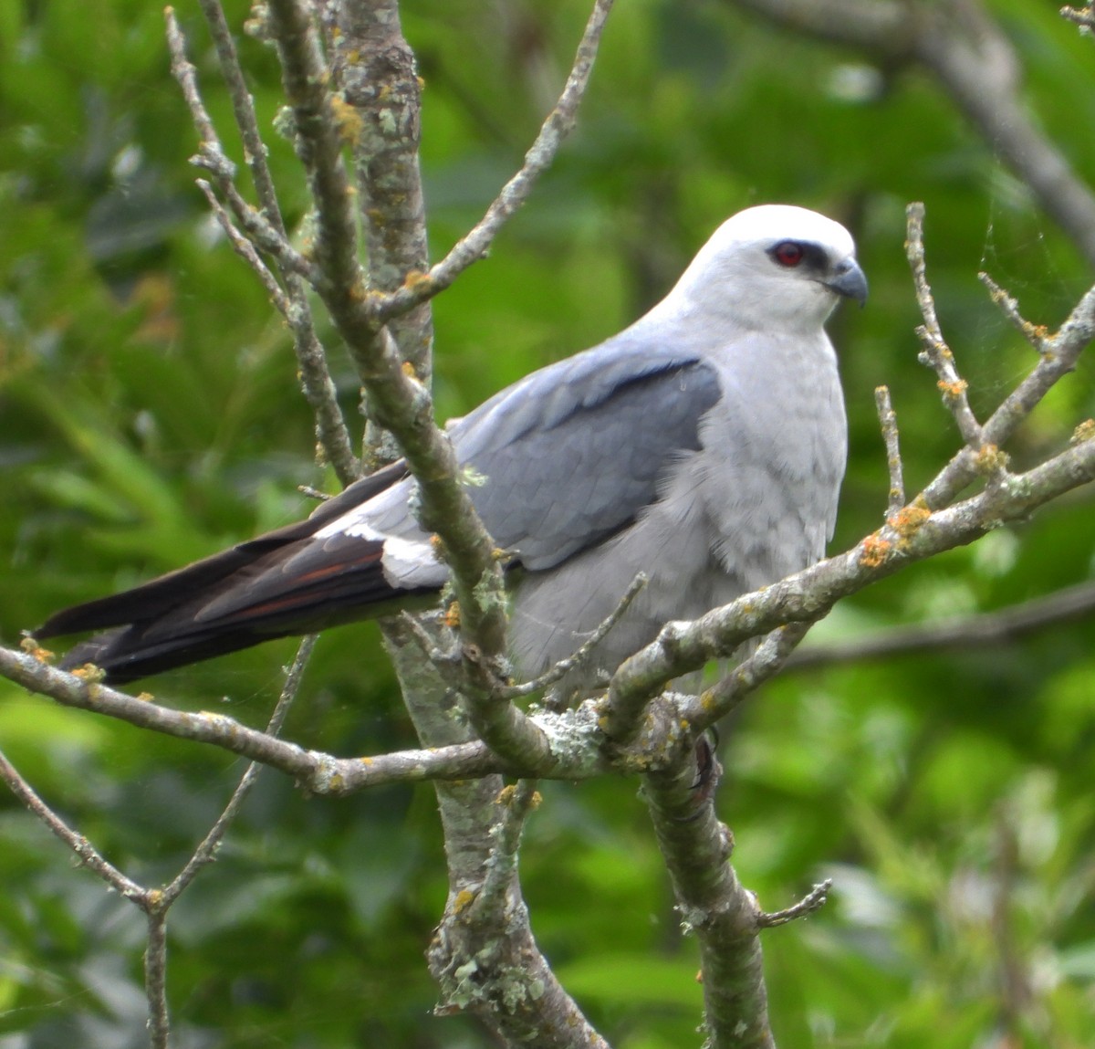 Mississippi Kite - ML576142761