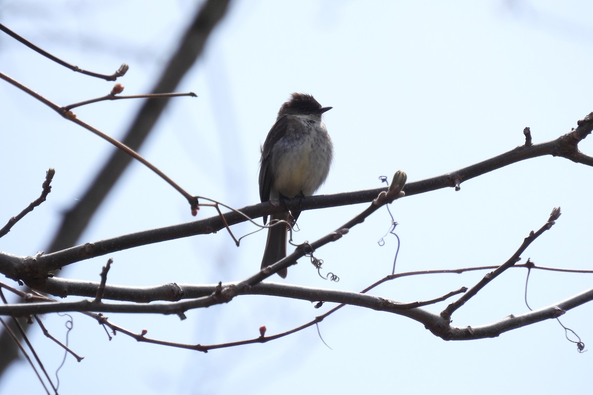 Eastern Phoebe - ML576143111