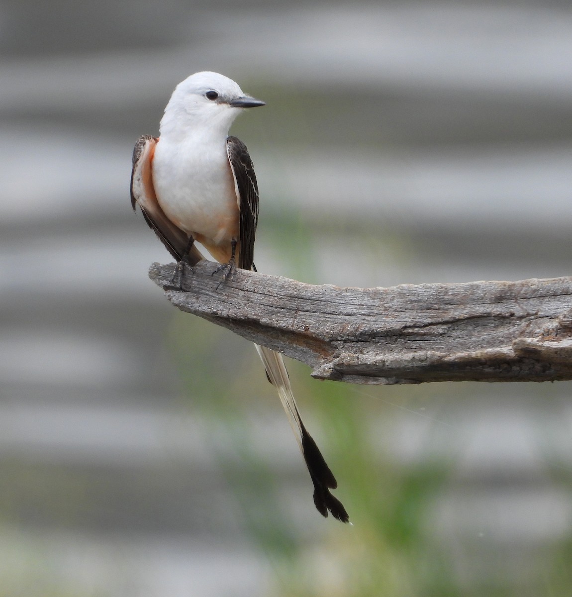 Scissor-tailed Flycatcher - ML576143211