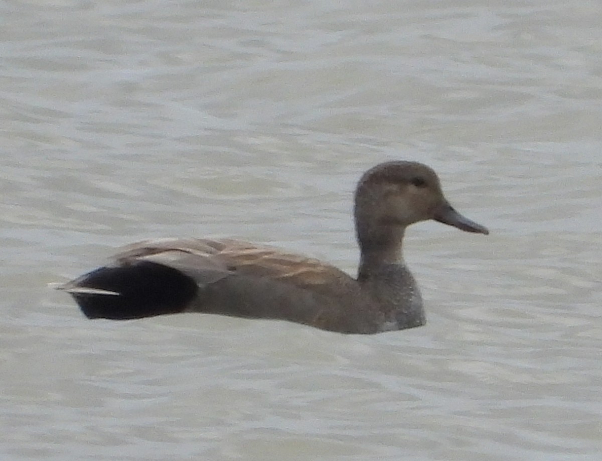 Gadwall - ML576143511