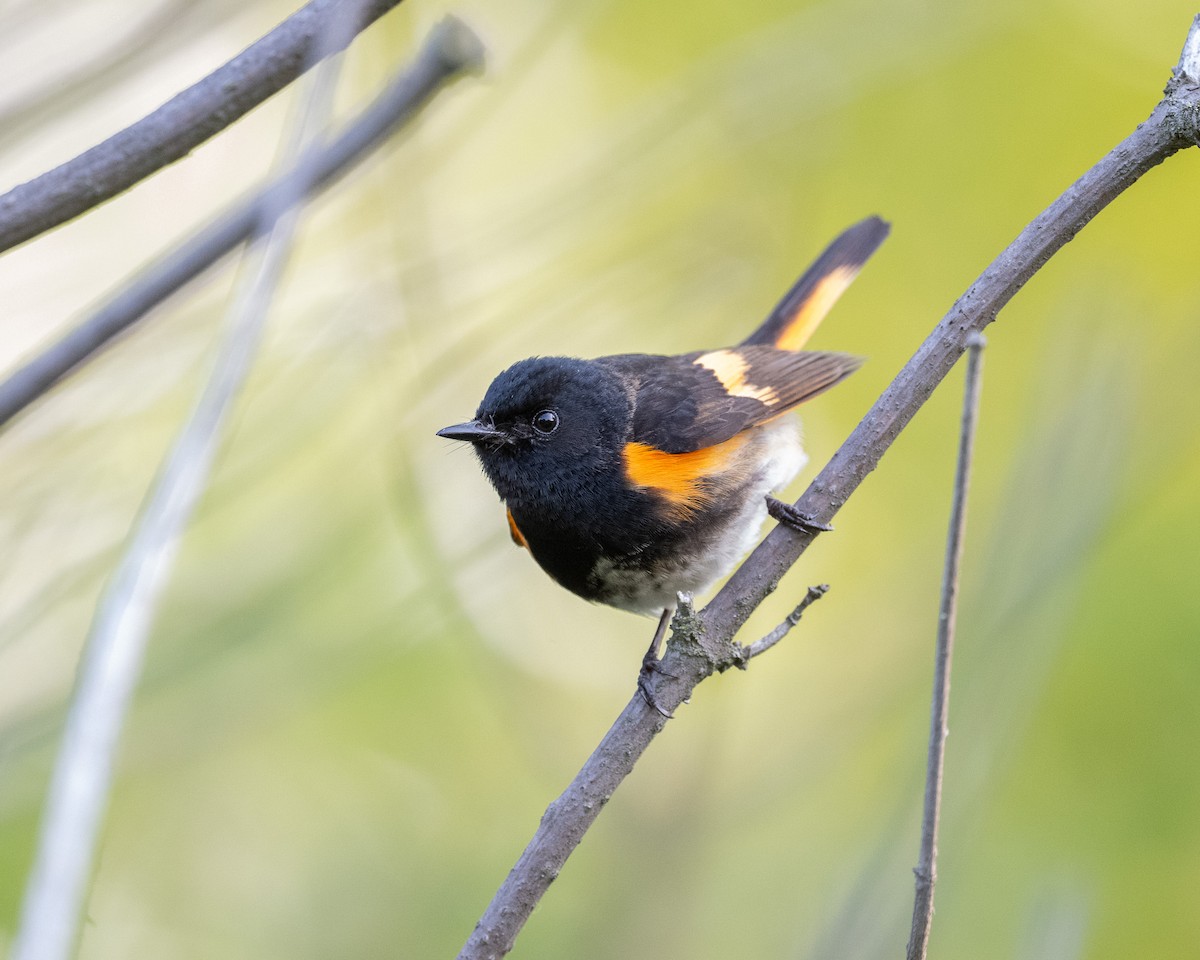American Redstart - Graham Deese
