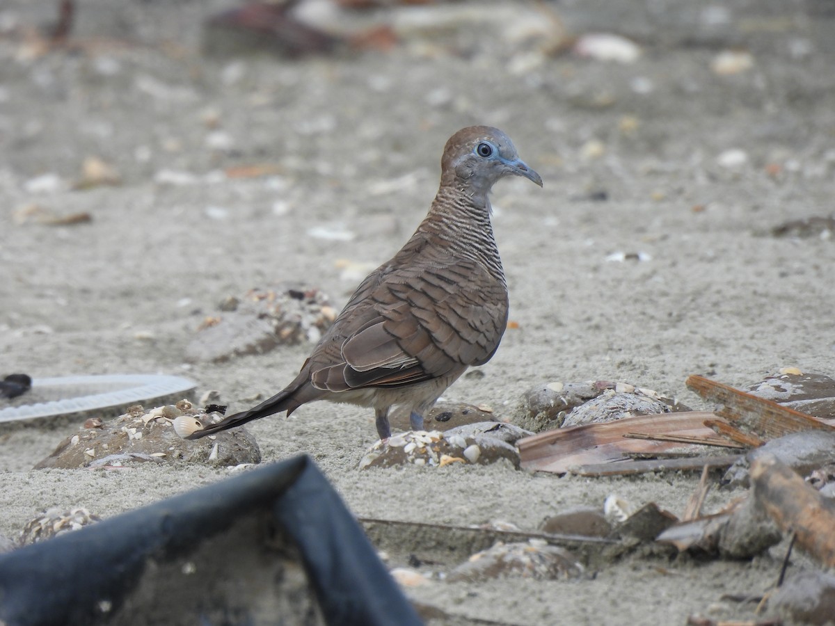 Zebra Dove - ML576145691