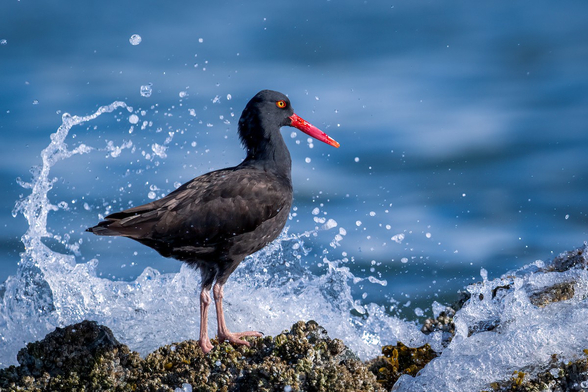 Black Oystercatcher - ML576146291