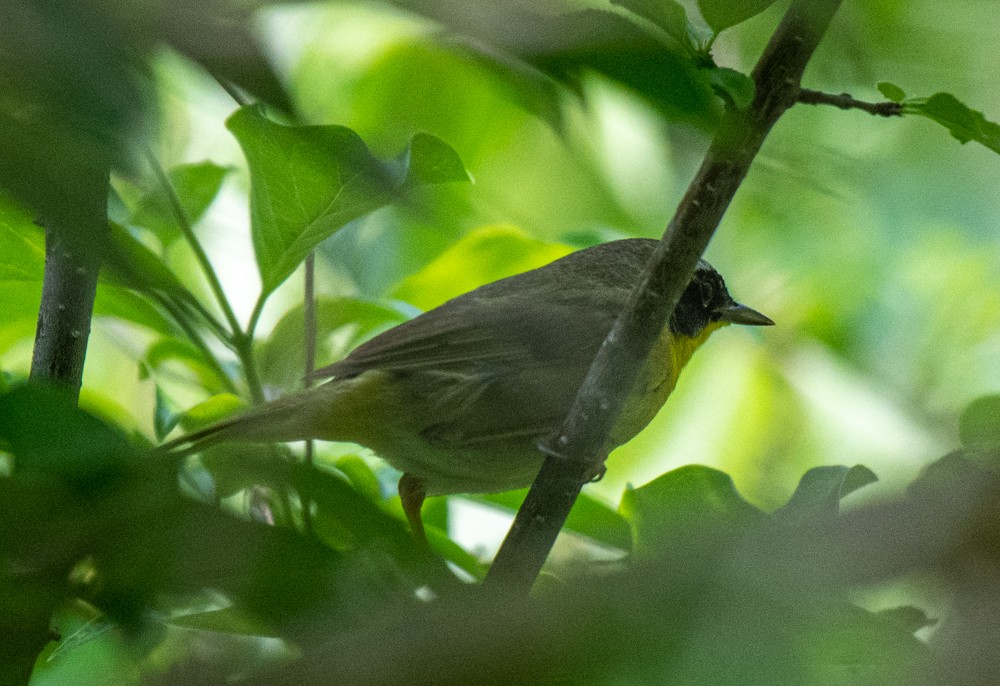 Common Yellowthroat - ML576146311