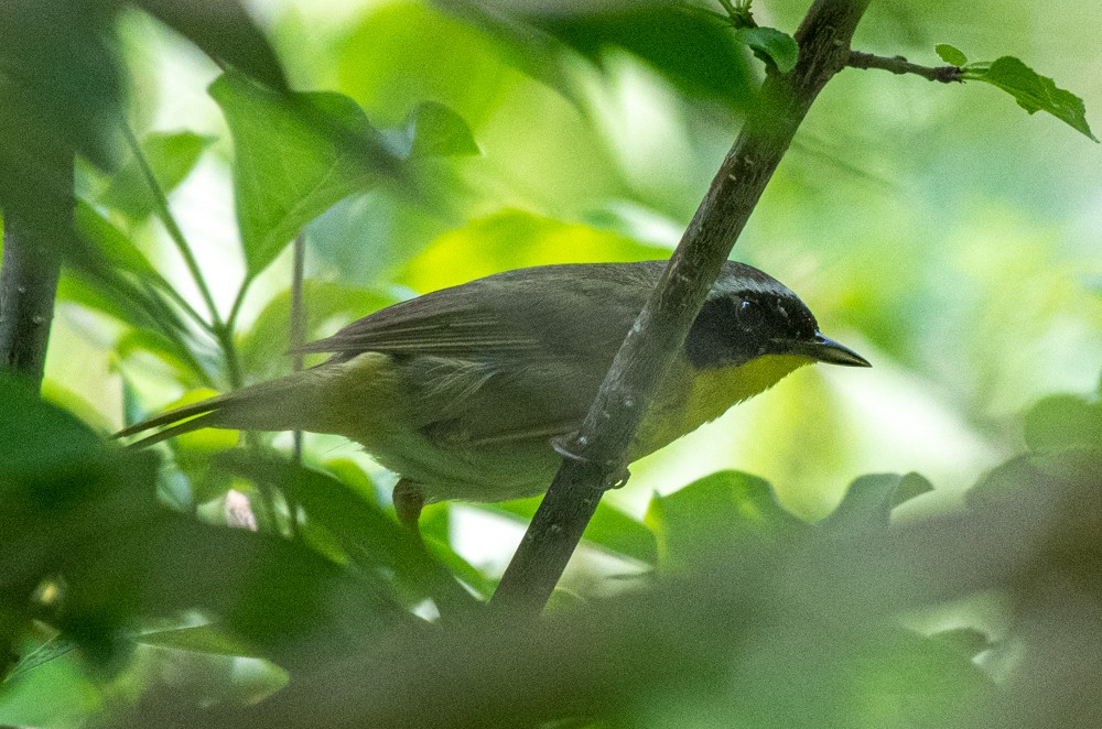 Common Yellowthroat - ML576146321
