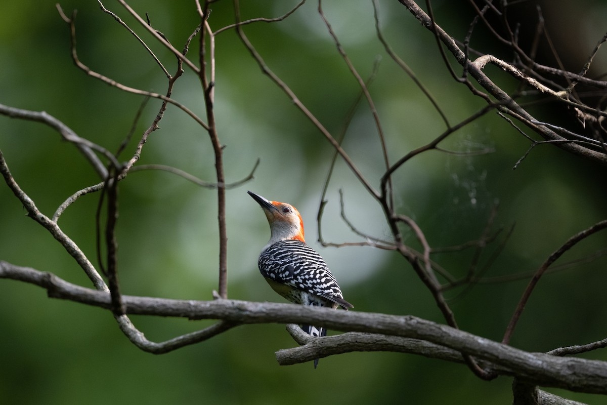 Red-bellied Woodpecker - Charles Thomas