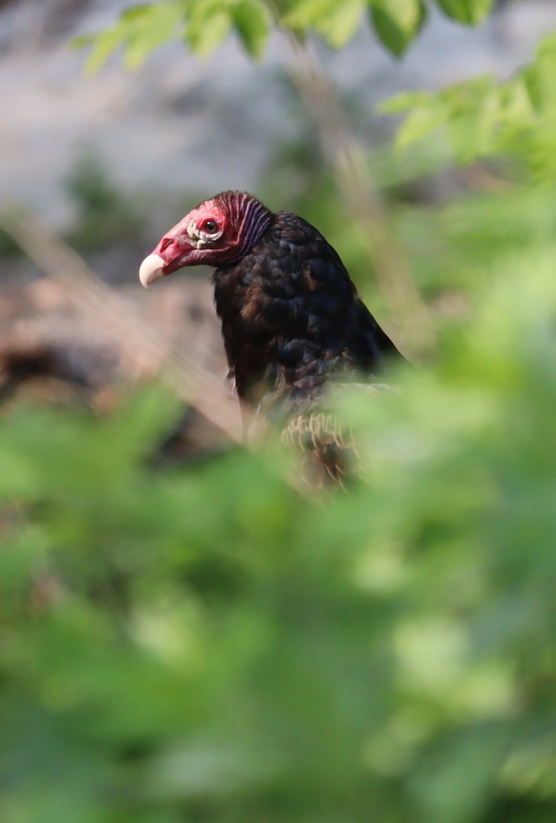 Turkey Vulture - ML576146391
