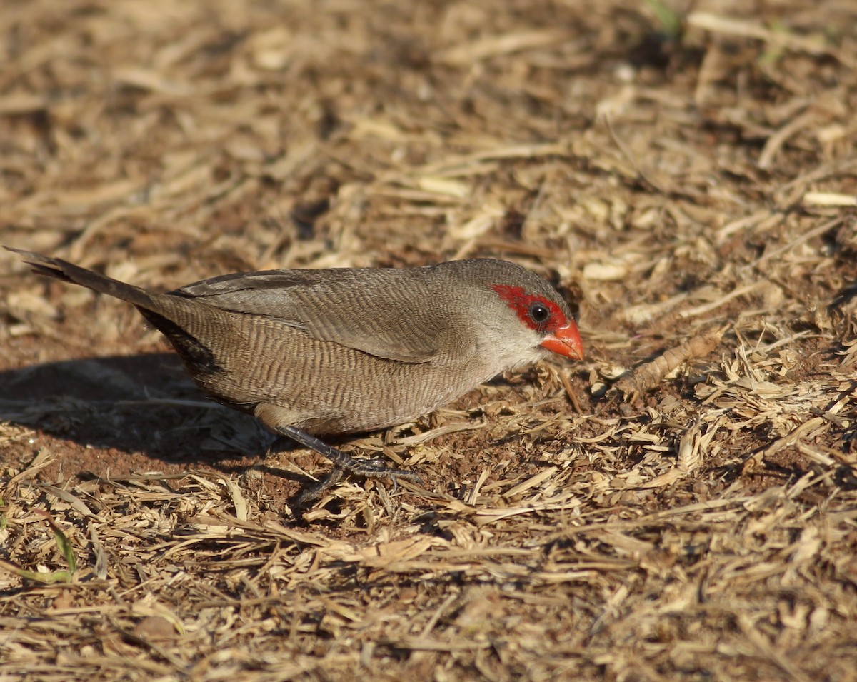 Common Waxbill - ML576146471