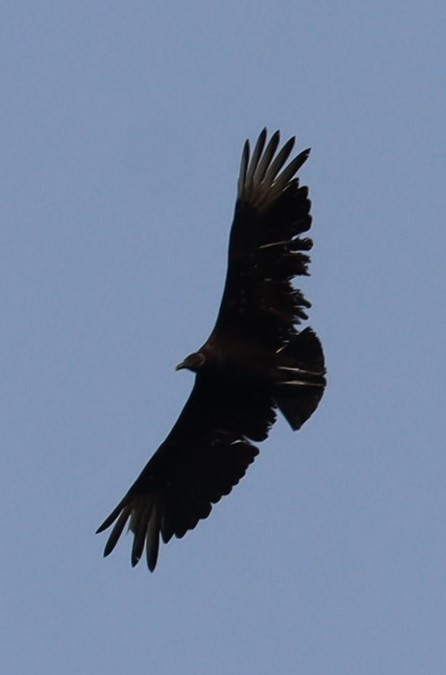 Black Vulture - ML576146531